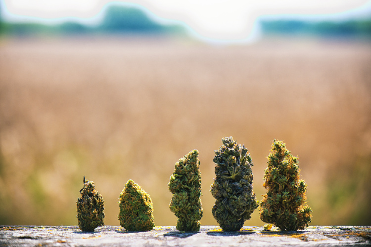 strains that wont get you high buds lined up
