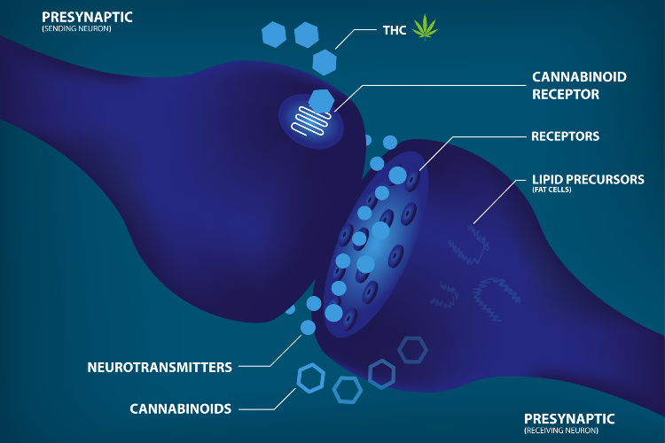 How Does the Endocannabinoid System Work synapse