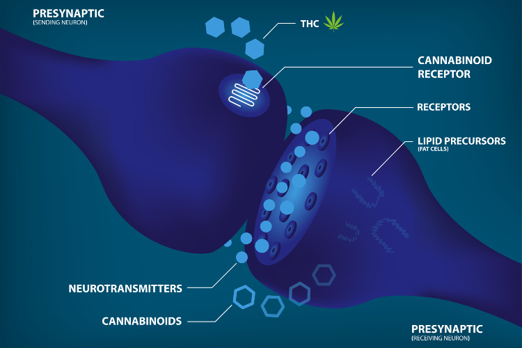 What is anandamide and how does it help marijuana users? - CannaConnection