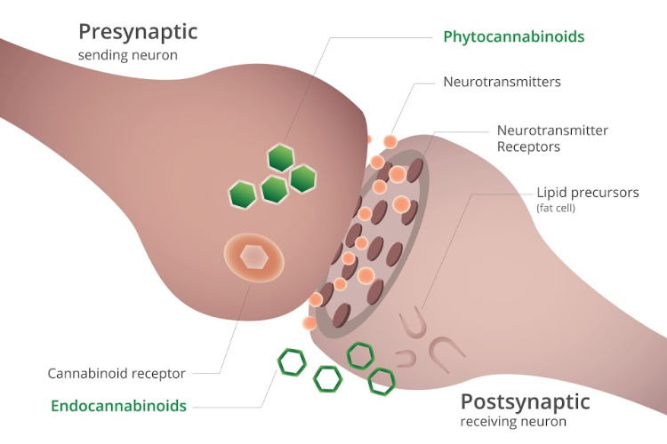 How Does the Endocannabinoid System Work neuron